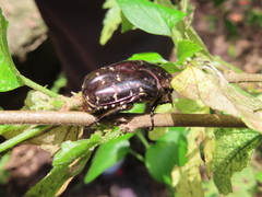 Protaetia orientalis