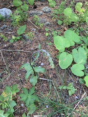Epipactis atrorubens