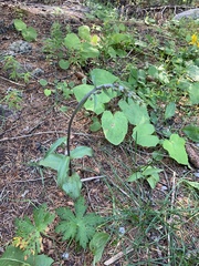 Epipactis atrorubens