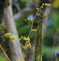 Oncidium adelaidae