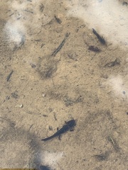 Ichthyosaura alpestris alpestris