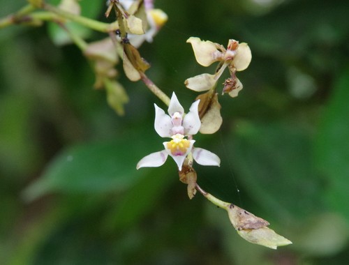 Image of Cyrtochilum midas by (c) Thibaud Aronson, some rights reserved (CC BY-SA)
