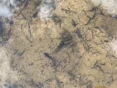 Ichthyosaura alpestris alpestris