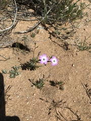 Gilia cana speciosa