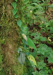 Cranichis wageneri