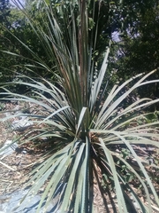 Dasylirion berlandieri