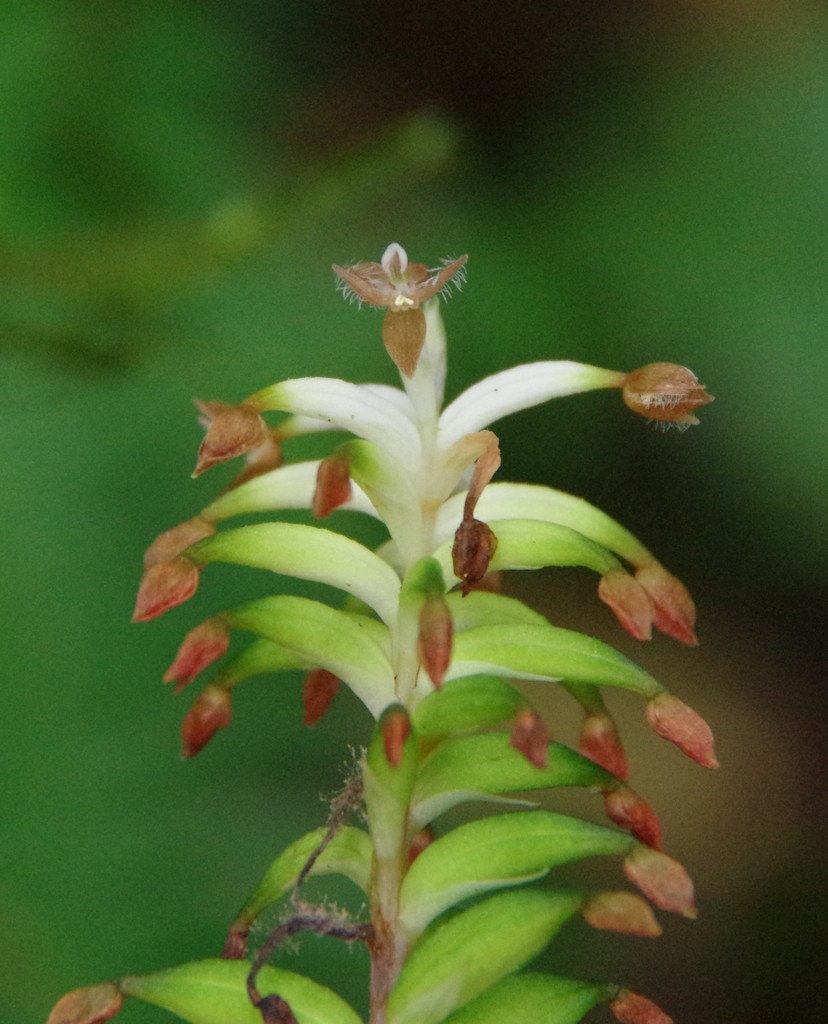 Cranichis wageneri