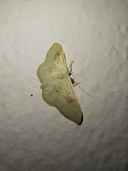 Idaea rubraria