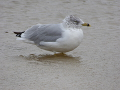 Larus delawarensis