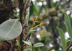 Epidendrum geminiflorum