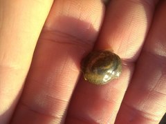 Papawera zelandiae