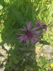 Centaurea phrygia