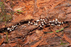 Oligonema verrucosum