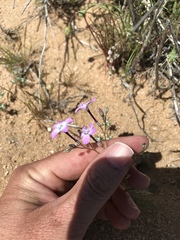 Gilia cana speciosa