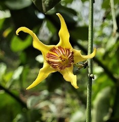 Anthocercis littorea