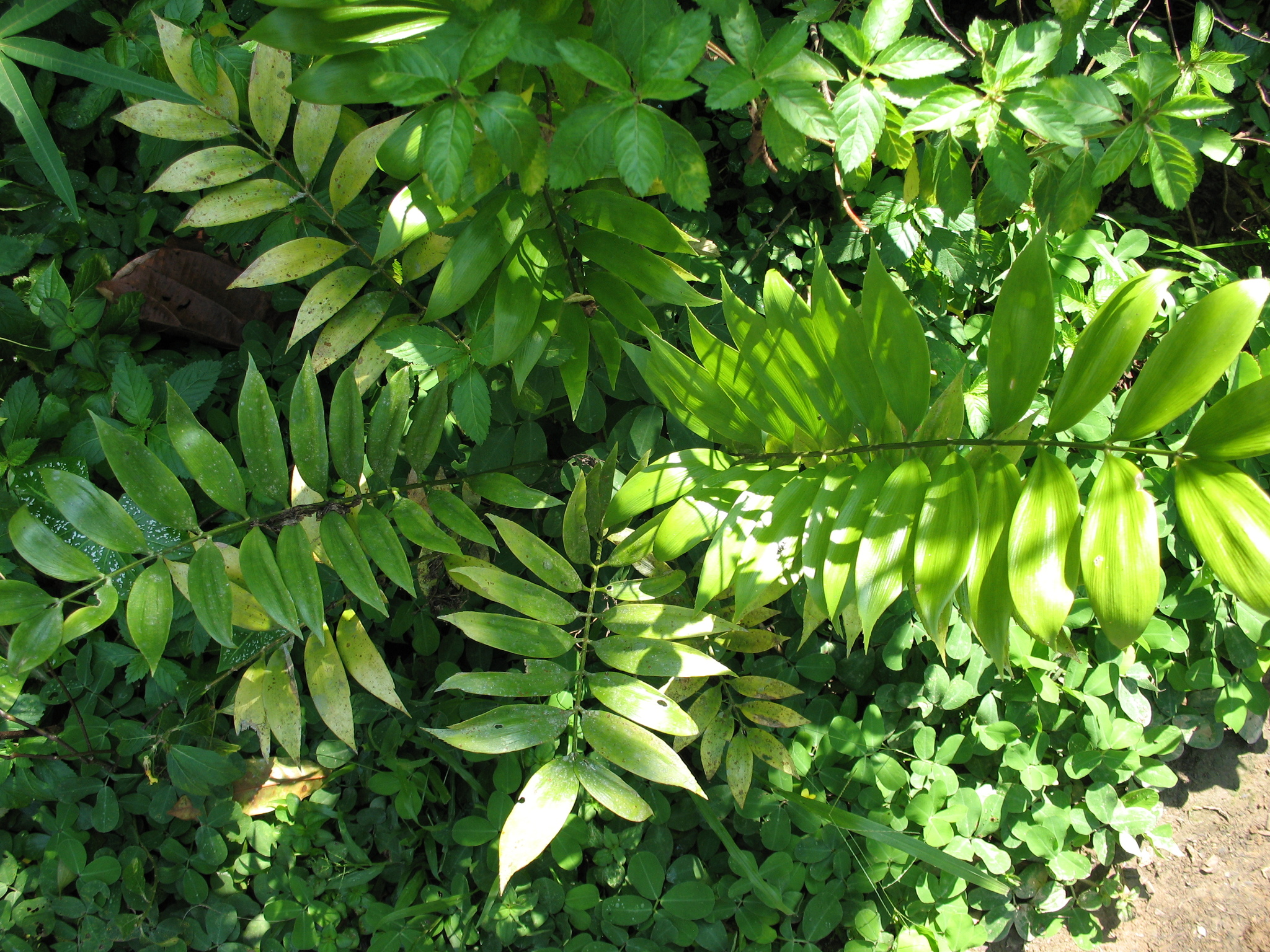 Zamia hymenophyllidia