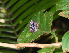 Flos fulgida singhapura