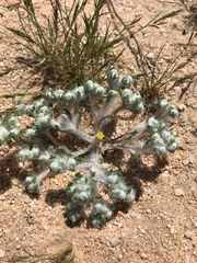 Eriophyllum pringlei