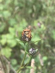 Carpocoris mediterraneus
