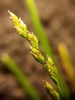 Early Meadow-Grass - Photo (c) reinderw, some rights reserved (CC BY-NC), uploaded by reinderw