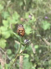 Carpocoris mediterraneus