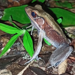 Clinotarsus