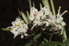 Grevillea pilulifera