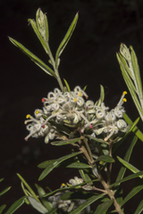 Grevillea pilulifera