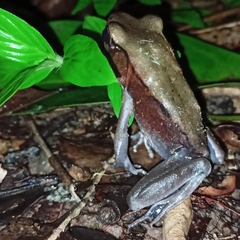 Clinotarsus