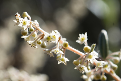 Trymalium ledifolium