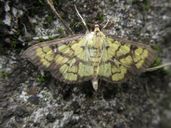 Goniorhynchus exemplaris