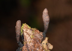 Xylaria castorea