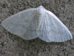 Lomographa subspersata