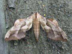 Phyllosphingia dissimilis