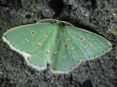 Comostola subtiliaria