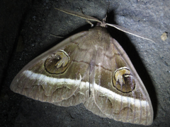 Metopta rectifasciata