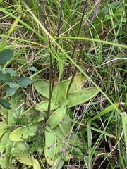 Pinguicula alpina