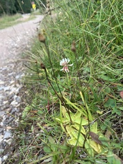 Pinguicula alpina