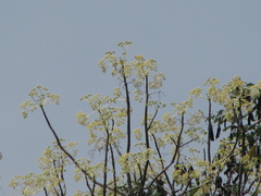 Gyrocarpus americanus
