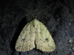 Anachrostis nigripunctalis