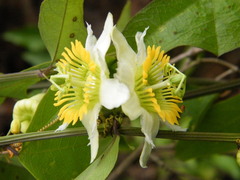 Passiflora biflora