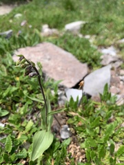 Epipactis atrorubens