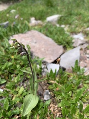 Epipactis atrorubens