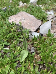 Epipactis atrorubens