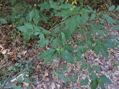 Ditrysinia fruticosa