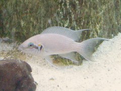 Neolamprologus pulcher
