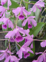 Guarianthe