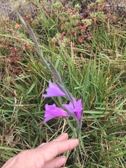 Gladiolus carinatus