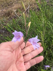 Gladiolus carinatus