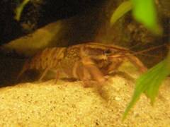 Decapoda